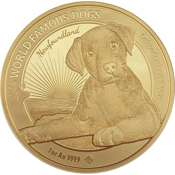 labrador